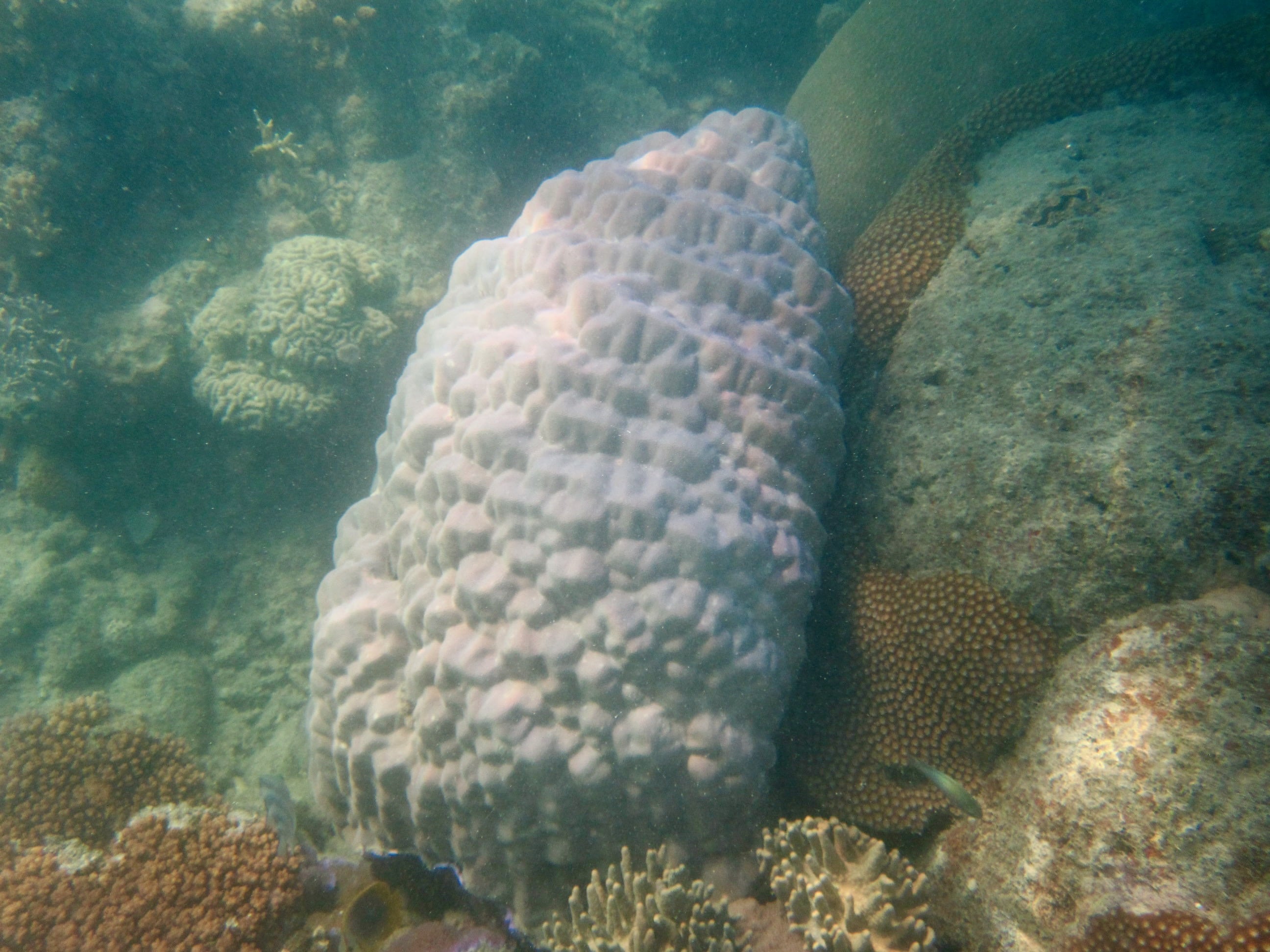 Kleinpolypige Steinkoralle